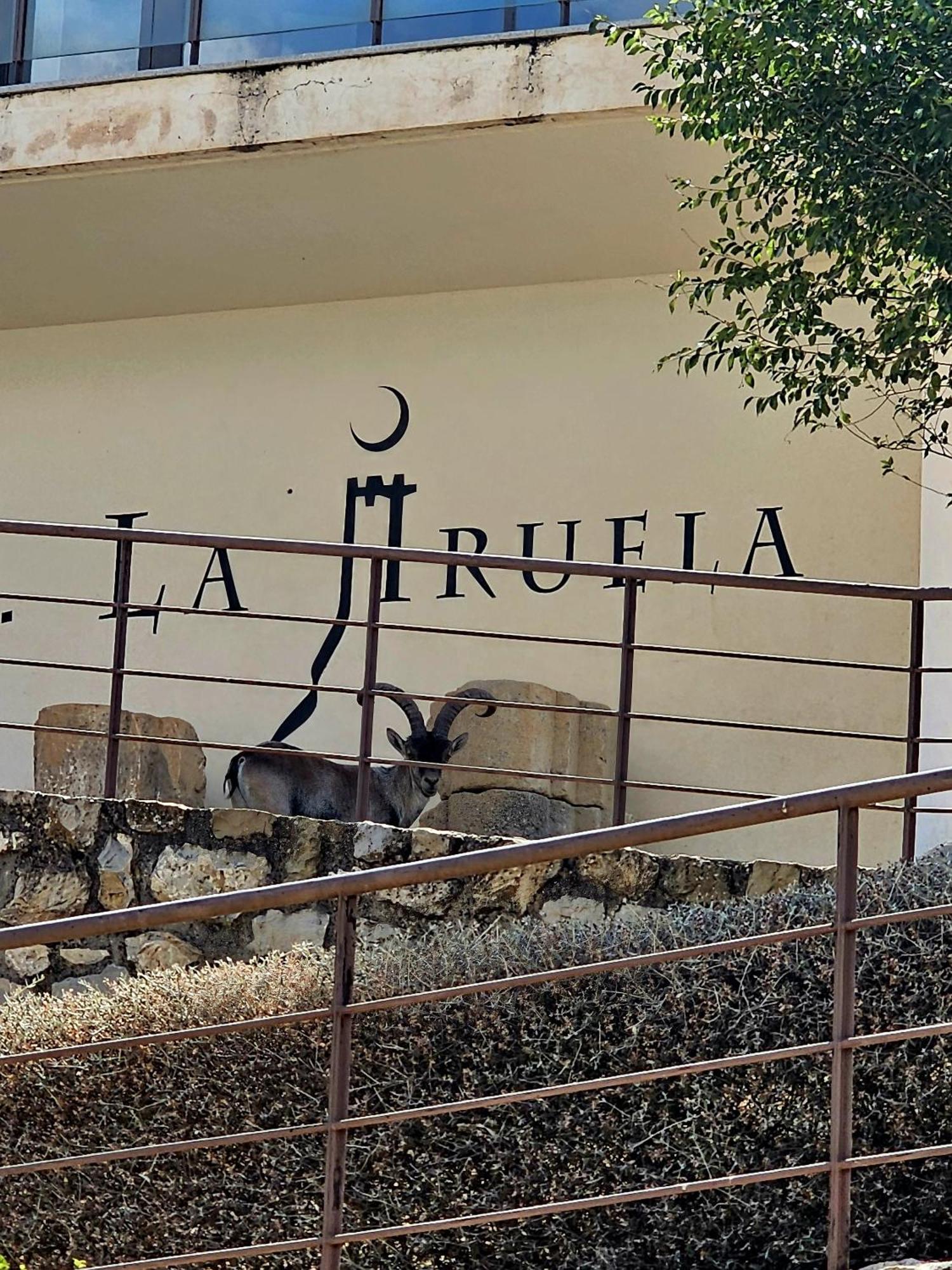 La Mocha Casa Rural La Casa De Ani La Iruela Εξωτερικό φωτογραφία